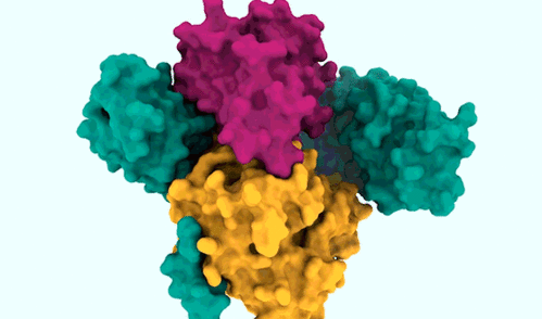 The SHOC2-MRAS-PP1C complex is made up of three proteins that regulate the RAS signaling pathway and help cancer cells with RAS mutations survive.