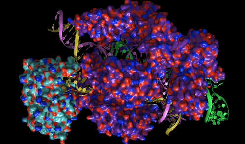 Cryo-EM structure of an adenine base editor bound to a guide RNA and a target piece of DNA.
