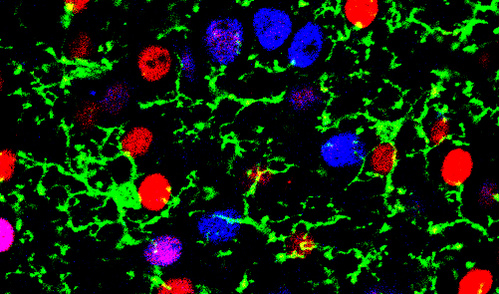 Microglia (green) in a sea of different excitatory neuron types (red and blue).