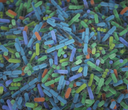 An illustration of gut bacteria, showing a dense cluster of rod-shaped microbes in various bright colors, including blue, green, orange, and purple. The bacteria are depicted in a stylized, almost three-dimensional manner, highlighting their diverse shapes and structures against a dark background.
