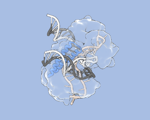 Illustration of a model of the Tas protein