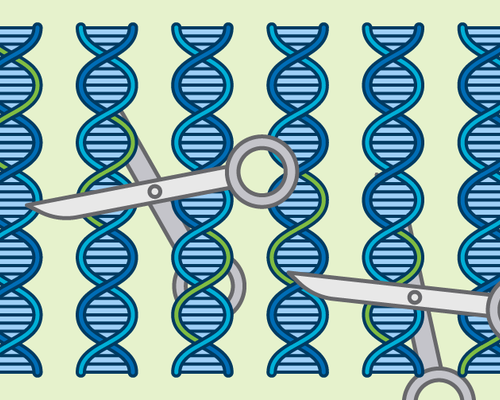 A graphic showing two scissors cutting DNA.