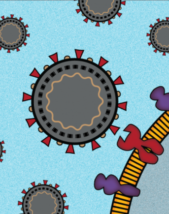 Covid-19 receptors